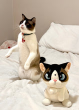 Peach and Pumpky - Coconut the Standing Cat
